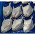 Gefrorener gelber Croaker Fisch